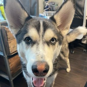 Meet your Posher, Adam